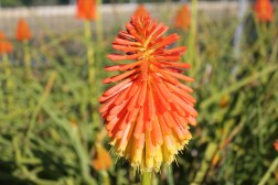 Kniphofia Uvaria Grandiflora Retaillé