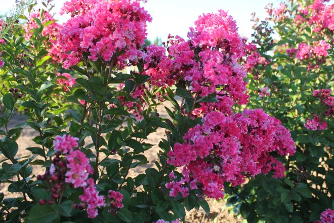 Lagestroemia Indica "Berlingot Menthe"