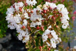Lagestroemia Indica