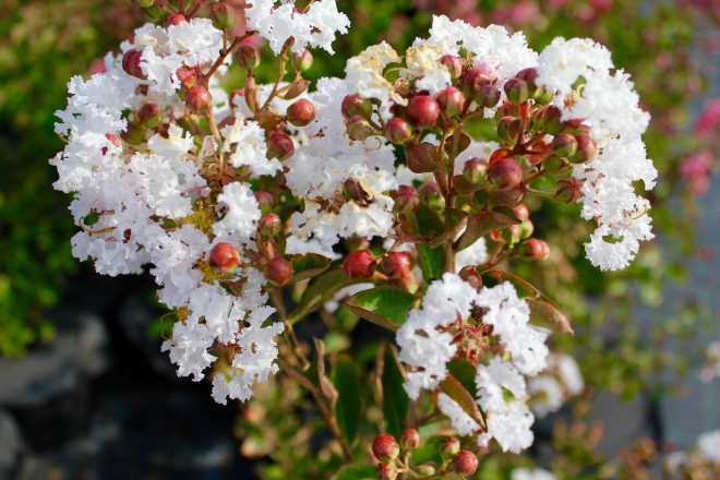 Lagestroemia Indica