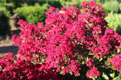 Lagestroemia Indica &quot;Red Imperator&quot;