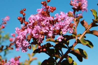 Lagestroemia Indica