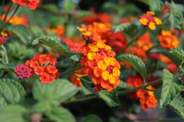 Lantana