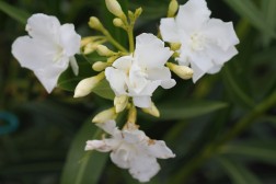 Nérium Oleander "Mont Blanc"