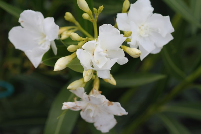 Nérium Oleander "Mont Blanc"