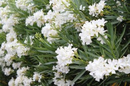 Nerium Oleander "Prince de Conti®" cov
