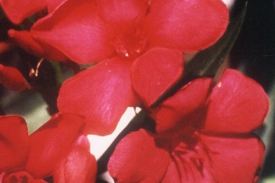 N&eacute;rium Oleander &quot;F&eacute;ria&reg;&quot; cov