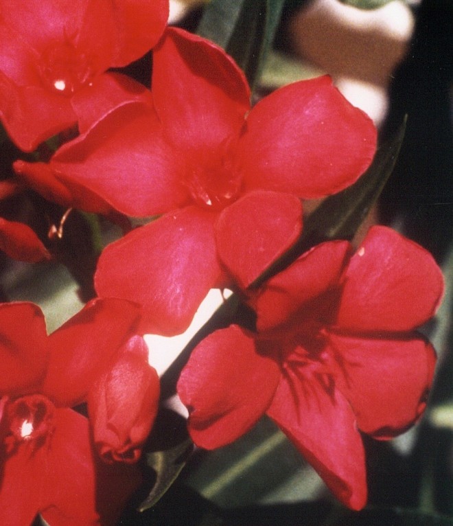 N&eacute;rium Oleander "F&eacute;ria&reg;" cov