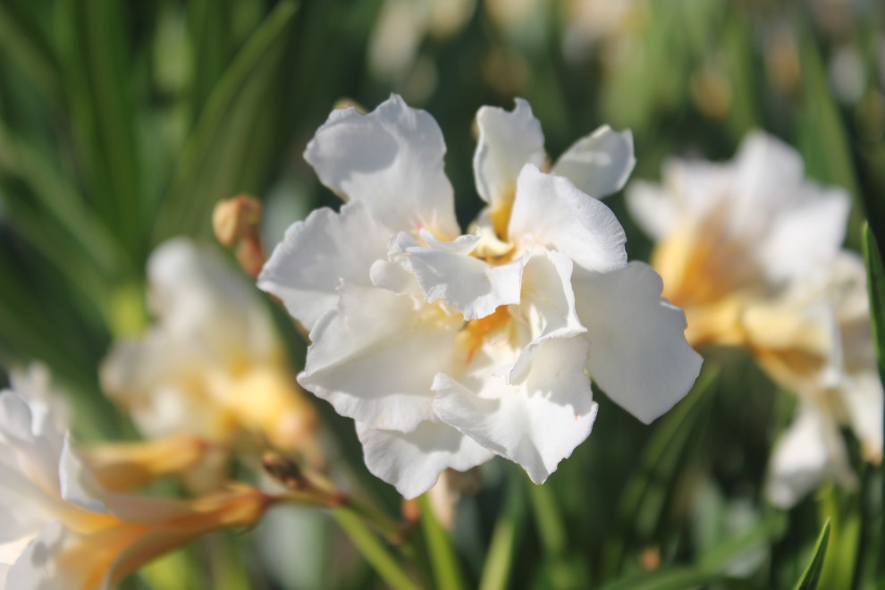Nerium Oleander "Luteum Plenum" — free download