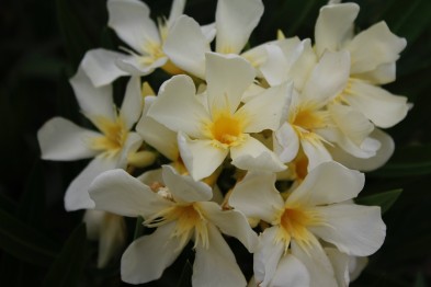 N&eacute;rium oleander