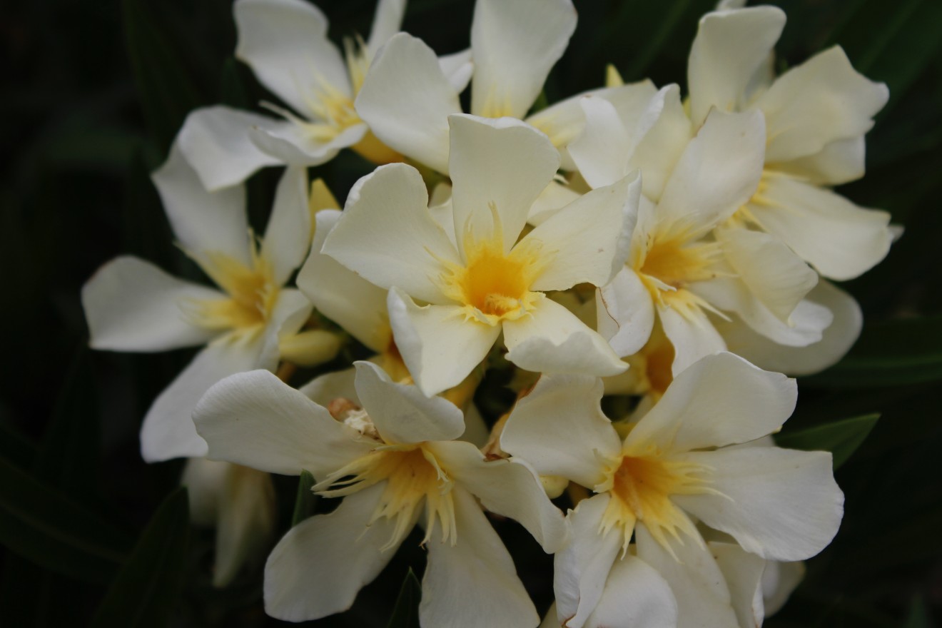 Nérium oleander — free download