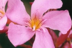 Nérium Oleander "Papa Gambetta"