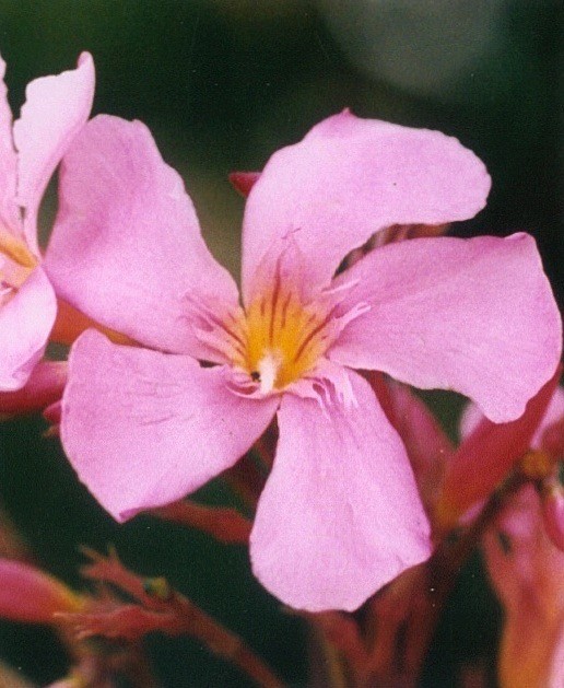Nérium Oleander "Papa Gambetta"