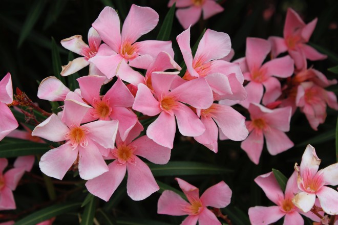 Nerium Oleander " Piscénois®" cov