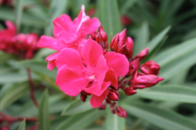 Nérium Oleander "Géant des Batailles"