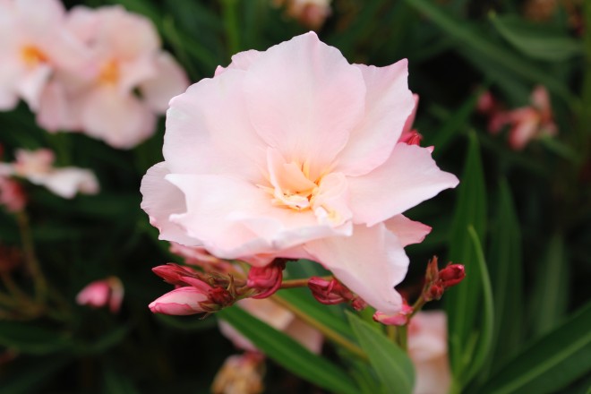 N&eacute;rium Oleander