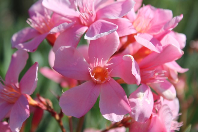 Nerium Oleander