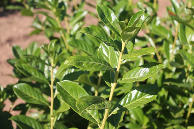 Prunus Rotundifolia