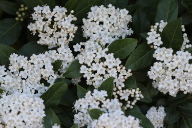 Viburnum Tinus