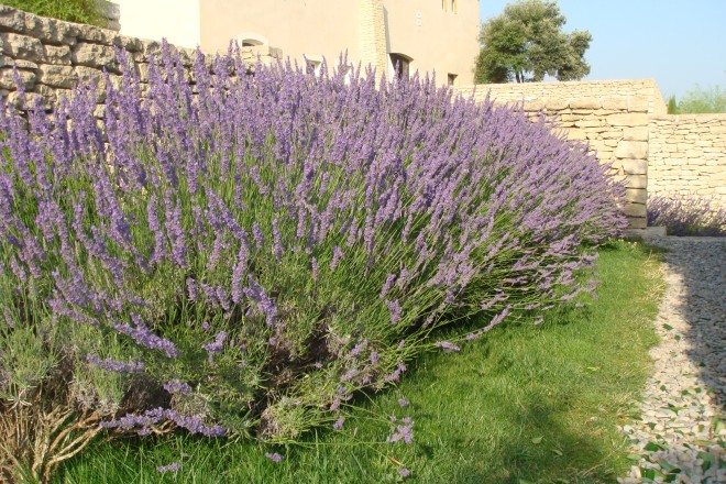 Lavandula X intermedia "Grosso"