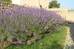 Lavandula X intermedia "Grosso"