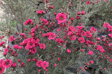 Leptospermum