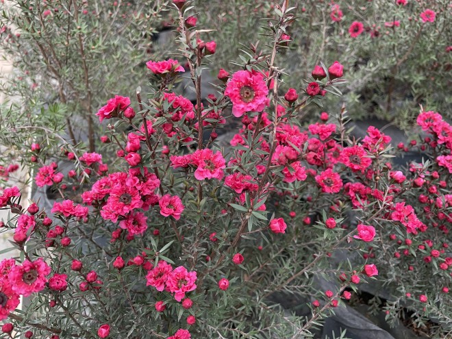 Leptospermum