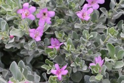 Leucophyllum fructescens