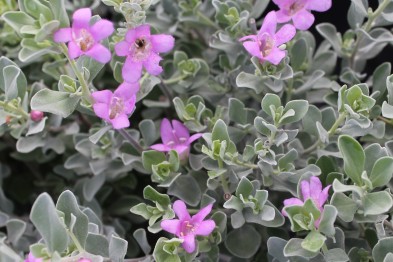 Leucophyllum fructescens
