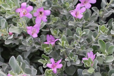 Leucophyllum fructescens