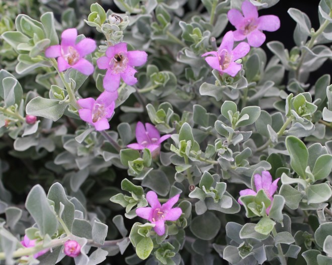 Leucophyllum fructescens