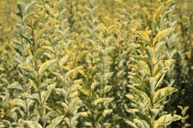 Ligustrum Ovalifolium Aureum