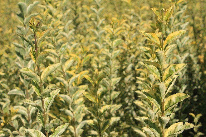 Ligustrum Ovalifolium Aureum