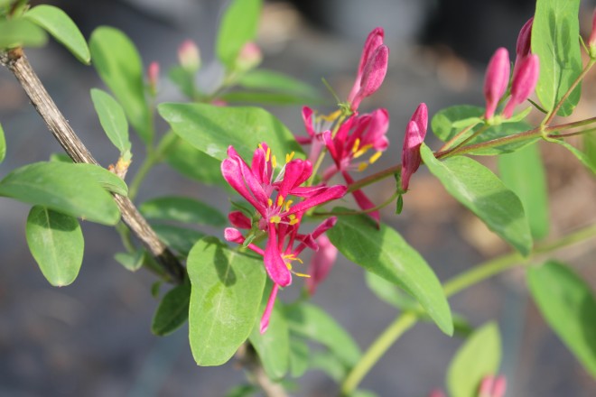 Lonicera Tatarica Hack Red