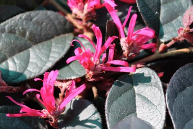 Loropetalum Chinense &quot;Fire Dance&quot;