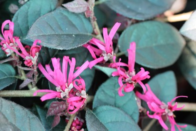 Loropetalum Chinense &quot;Ming Dinasty&quot;