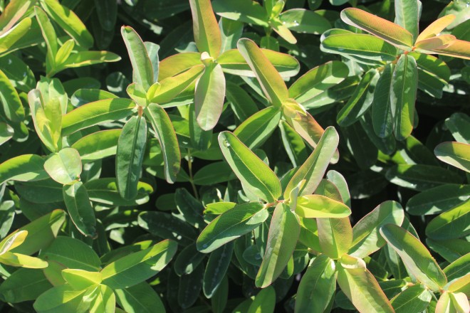 Hypericum Calycinum retaill&eacute;
