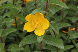 Hypericum Hidcote retaillé