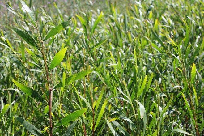 Acacia Longifolia