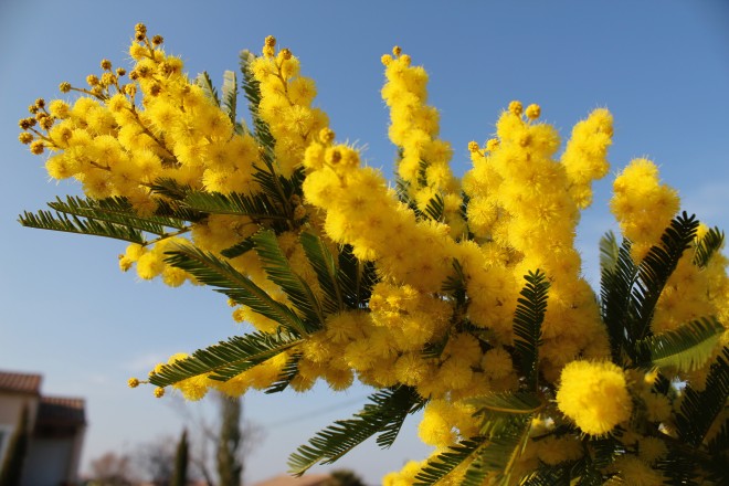 Acacia Dealbata "Gaulois"