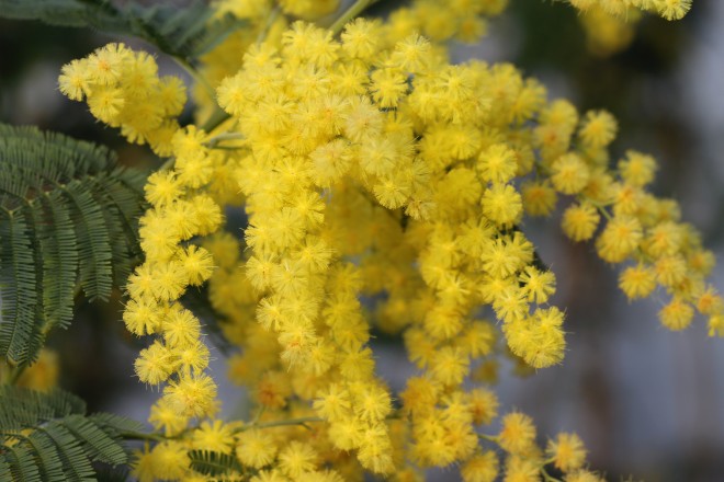 Mimosa Dealbata Gaulois greffe