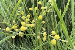 Acacia Floribonda