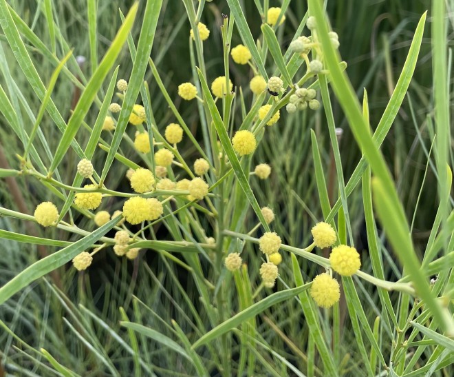 Acacia Floribonda