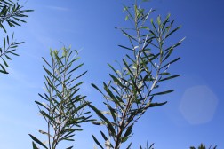 Acacia Floribonda
