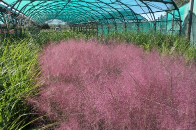 Mulhembergia Capillaris