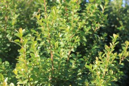 Myrsine Africana