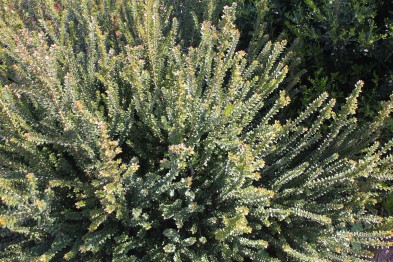 Myrtus communis Tarentina