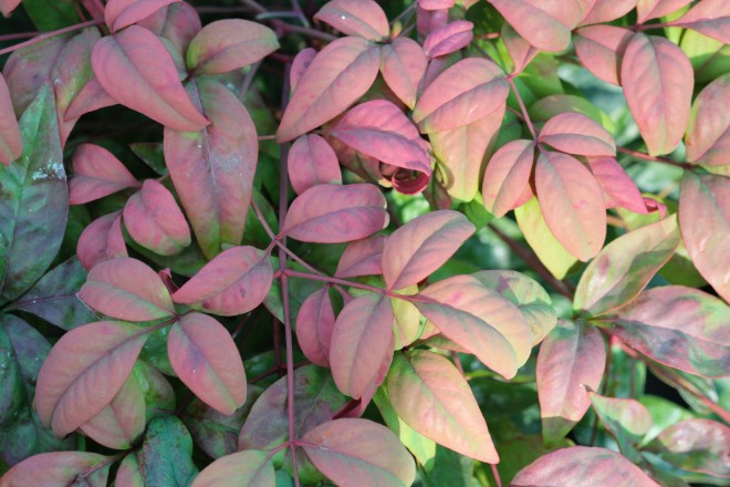 Nandina domestica "Fire&nbsp;Power"