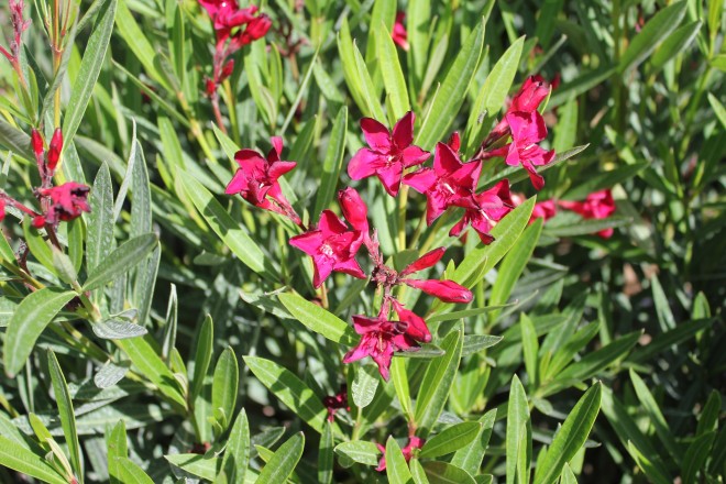 N&eacute;rium Oleander Nana Red