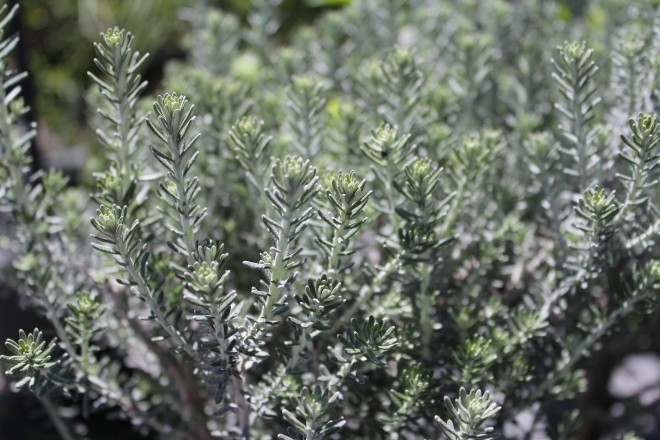 Ozothamnus Rosmarinifolius Silver Jubile